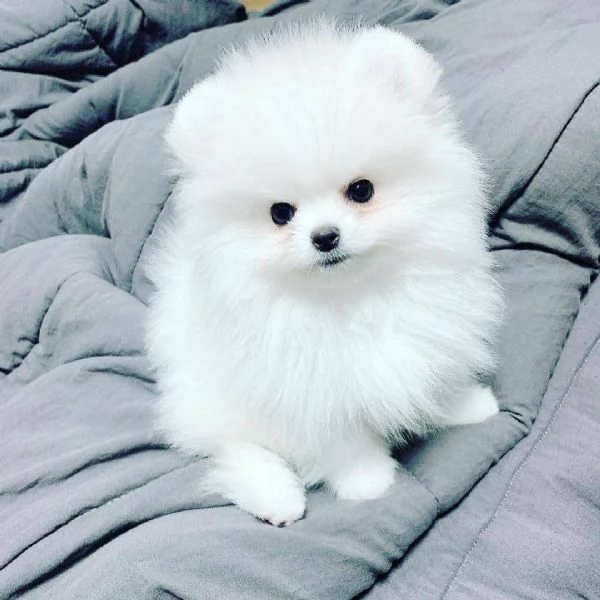 Adorabile cucciolo di pomerania per l'adozione!!