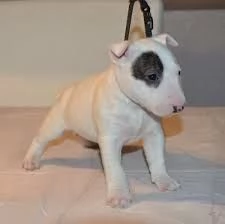 Regalo Bull Terrier cuccioli per l'adozione
