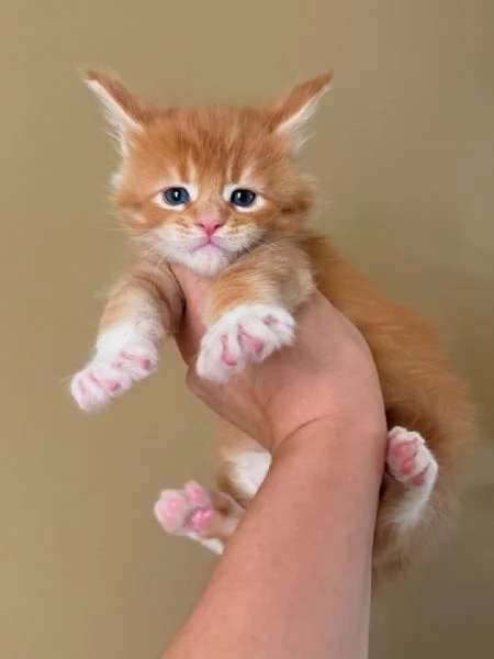 Maine Coon, Gattini di Razza Purezza  Disponibili Subito! | Foto 0