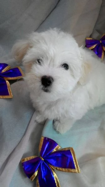 Cuccioli di Maltese disponibili. | Foto 0