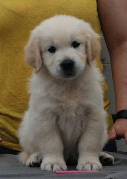Cuccioli di Golden Retriever | Foto 0