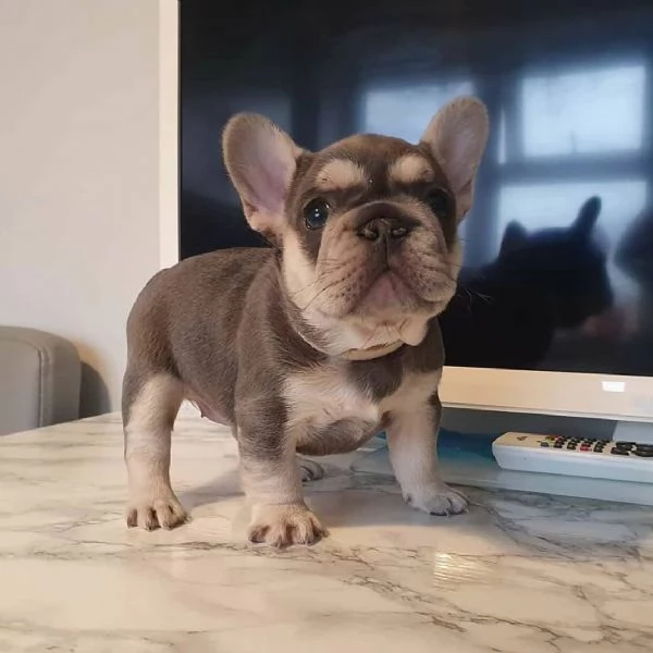 Cuccioli di Bulldog Francese registrati