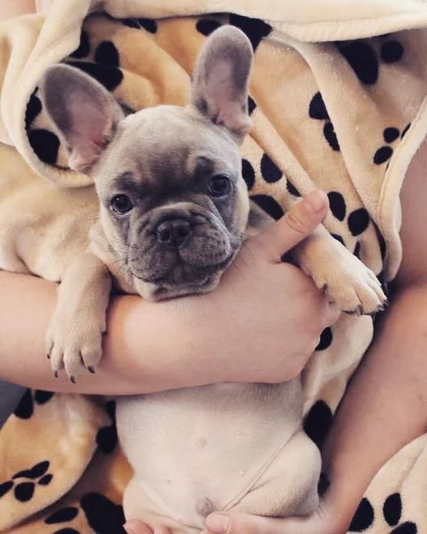 Cuccioli di Bulldog Francese registrati | Foto 0