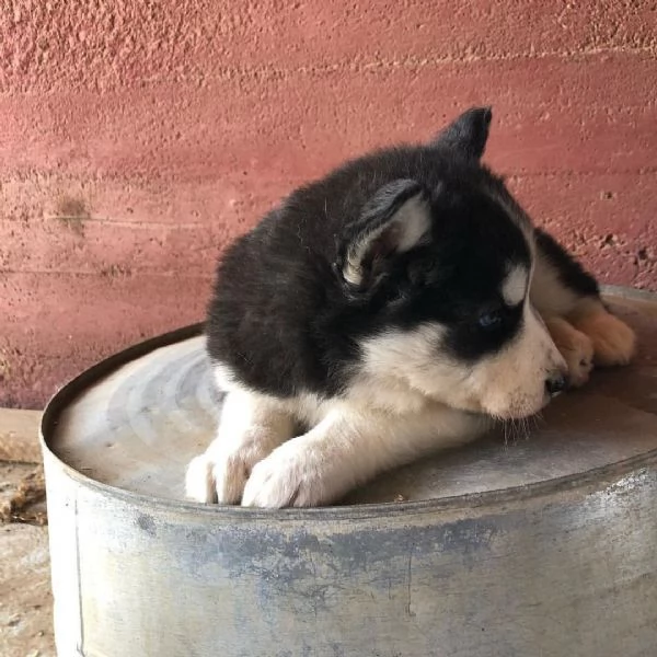 cuccioli sani di Siberian Husky | Foto 0