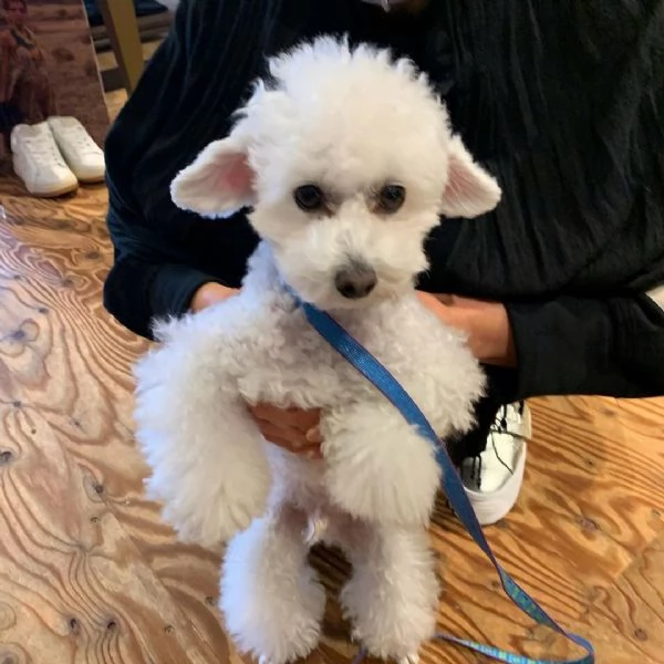 Cuccioli di barboncino toy e standard | Foto 0