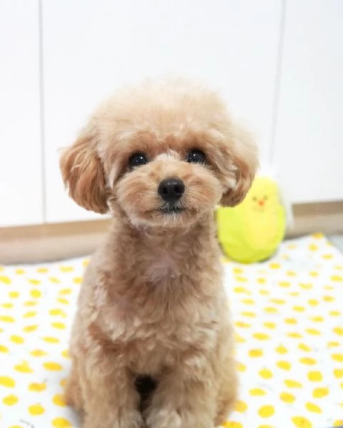 Cuccioli di barboncino toy e standard