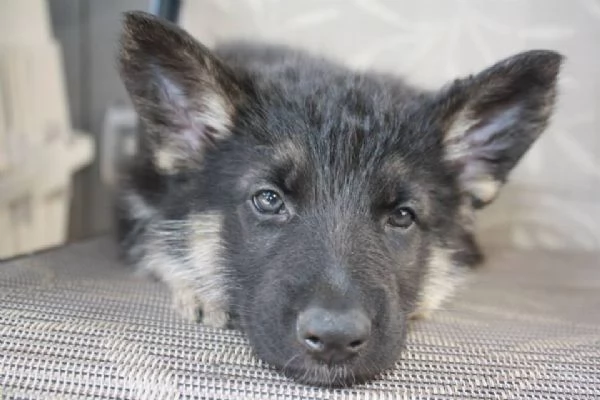Cuccioli di Pastore Tedesco | Foto 0