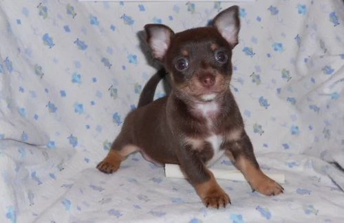 Cuccioli di Chihuahua disponibili