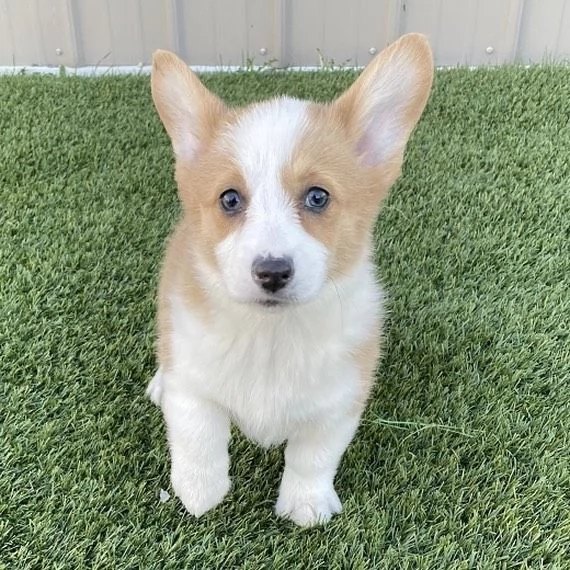 cuccioli di Pembroke Welsh Corgi