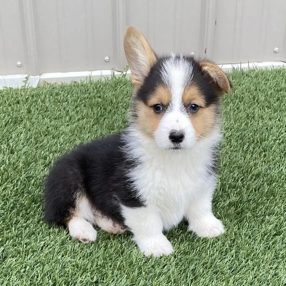cuccioli di Pembroke Welsh Corgi | Foto 0