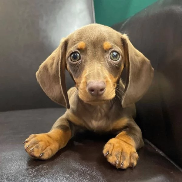 Cuccioli Di Bassotto Da Adottare.