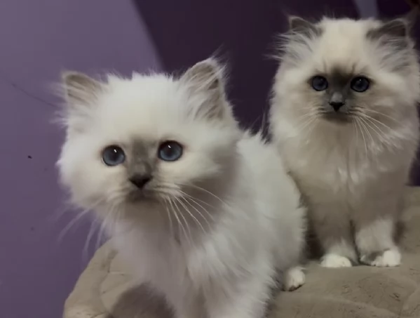 Gatti Sacro di Birmania