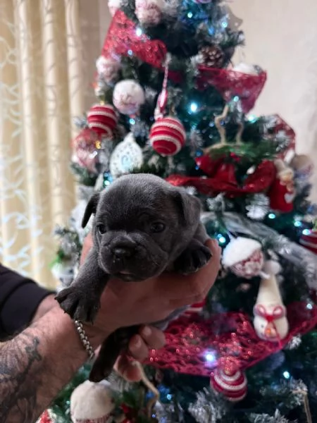 Vendo cuccioli bulldog francese  | Foto 2