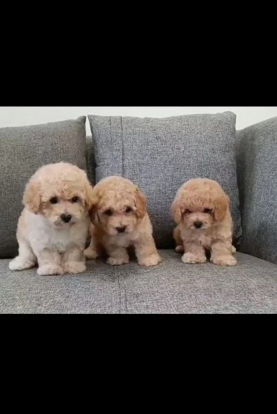 Cuccioli di Barboncino