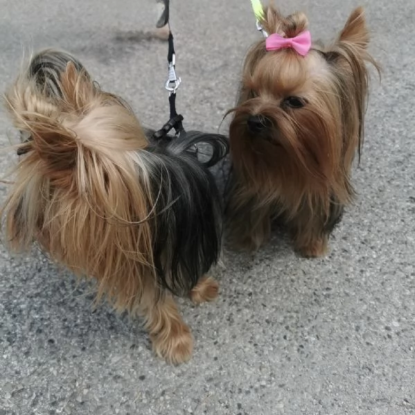 Yorkshire terrier con pedigree  | Foto 5