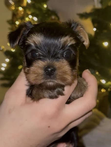 Yorkshire terrier con pedigree  | Foto 4