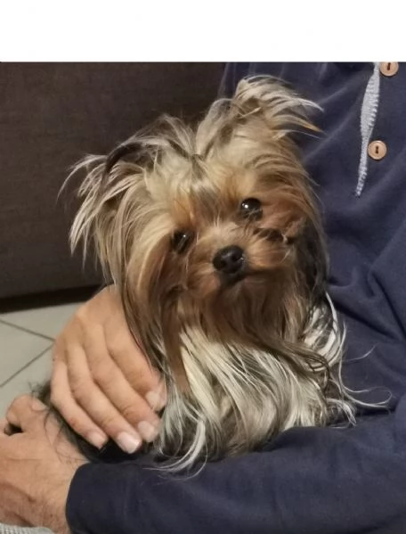 Yorkshire terrier con pedigree  | Foto 3