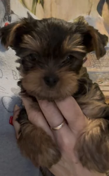 Yorkshire terrier con pedigree  | Foto 2