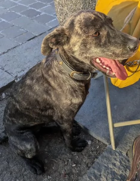 Dolce cagnolina cerca casa amorevole! | Foto 2