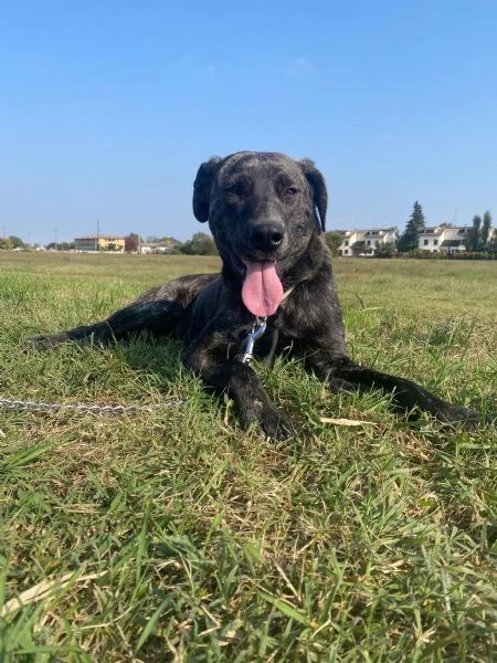 Dolce cagnolina cerca casa amorevole! | Foto 1