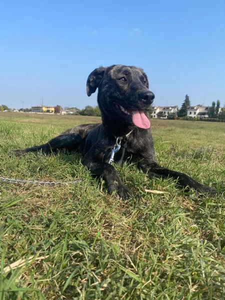 Dolce cagnolina cerca casa amorevole! | Foto 0