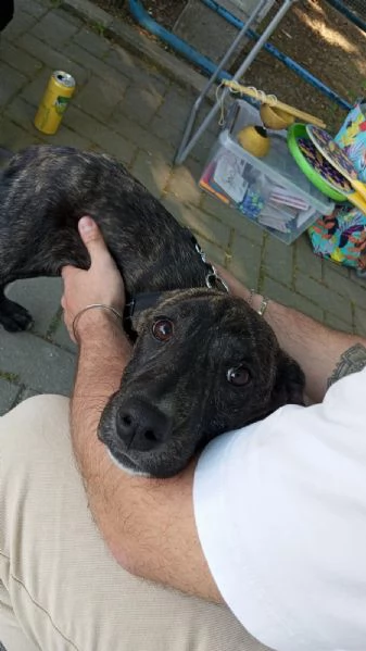 Dolce cagnolina cerca casa amorevole!