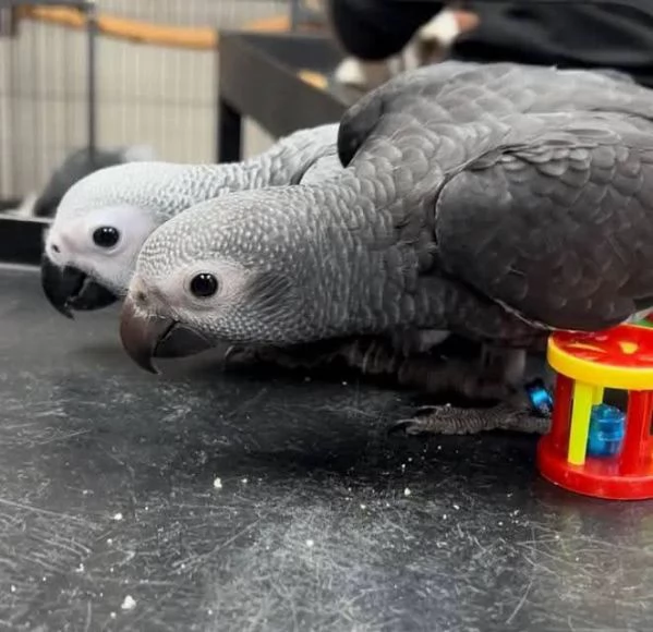 **A Pair of  African Grey Parrots**