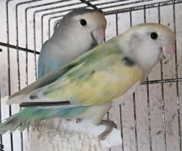 Fratellini di Inseparabili