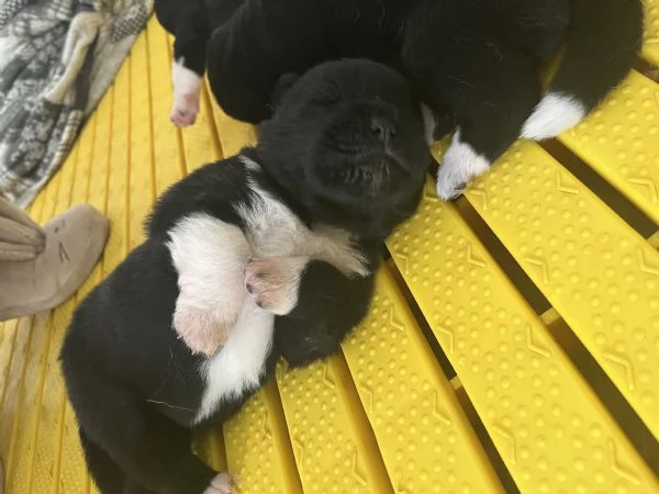 Cuccioli di Akita americano