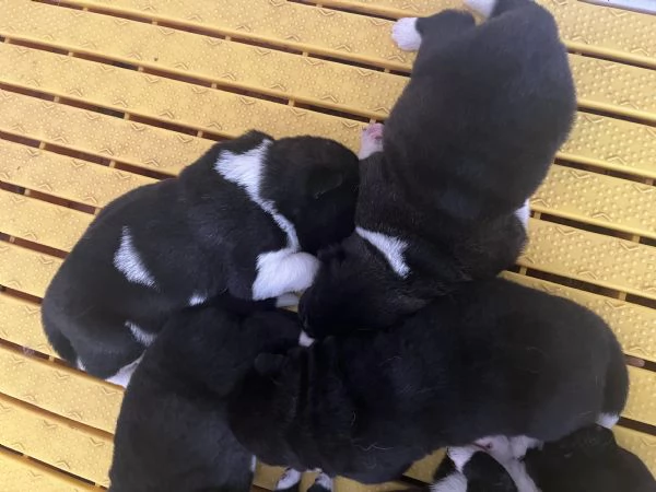 Cuccioli di Akita americano | Foto 2
