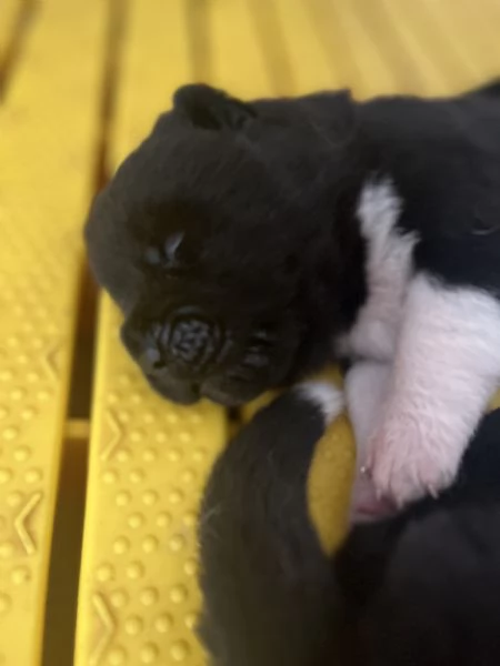 Cuccioli di Akita americano | Foto 1