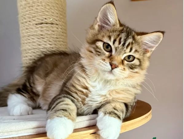 Siberini gattini allegri e giocherelloni