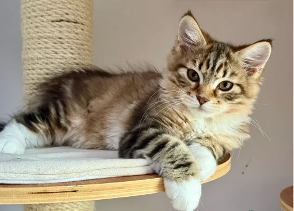 Gattini siberiono registrati