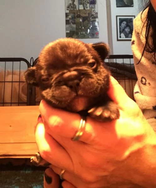 Bouledogue francese cuccioli 