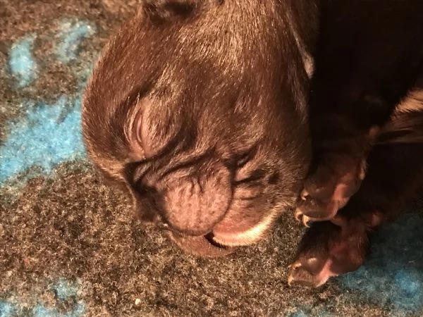 Bouledogue francese cuccioli  | Foto 1