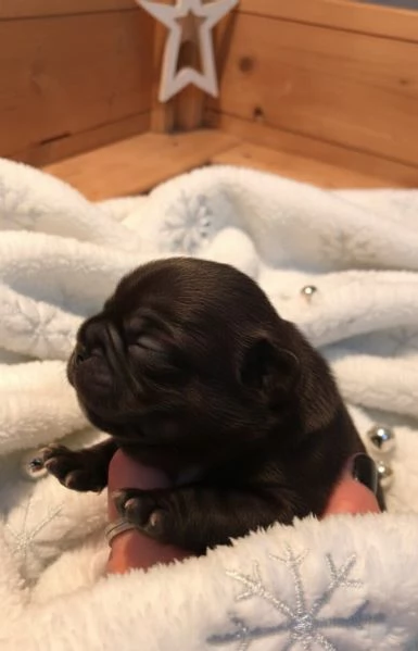 Bouledogue francese cuccioli  | Foto 0