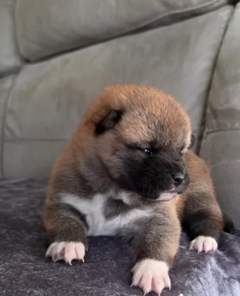 cuccioli di shiba inu mini picola,  | Foto 3