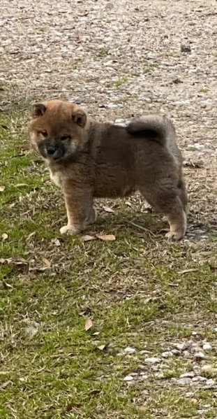 cuccioli di shiba inu mini picola  | Foto 6