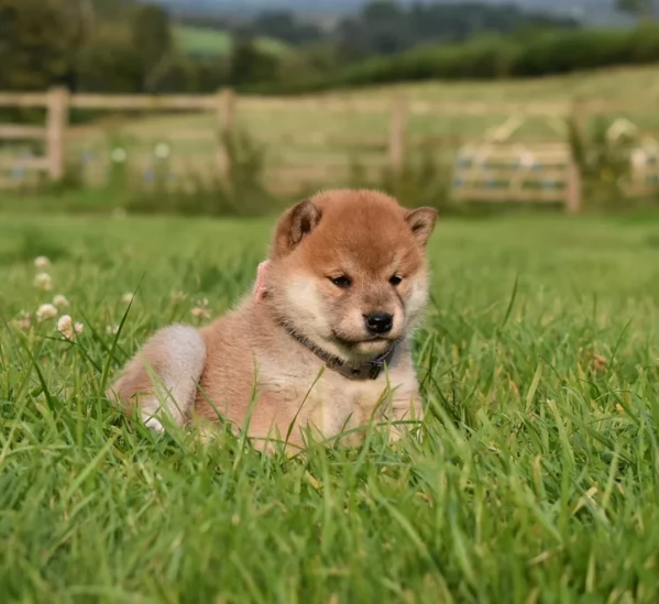cuccioli di shiba inu mini picola 