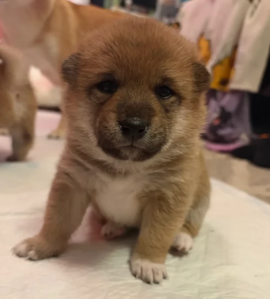 cuccioli di shiba inu mini picola  | Foto 5
