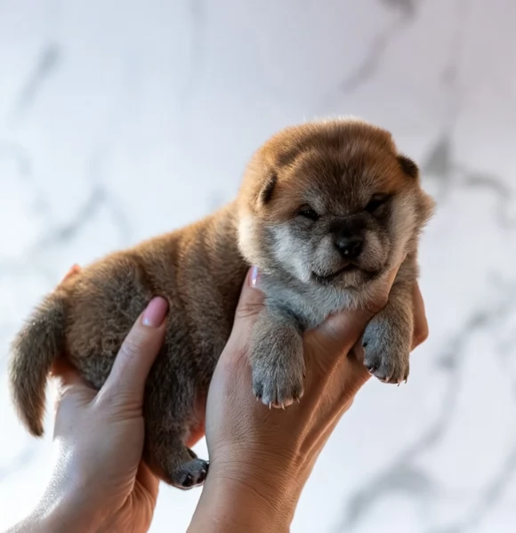 cuccioli di shiba inu mini picola  | Foto 3