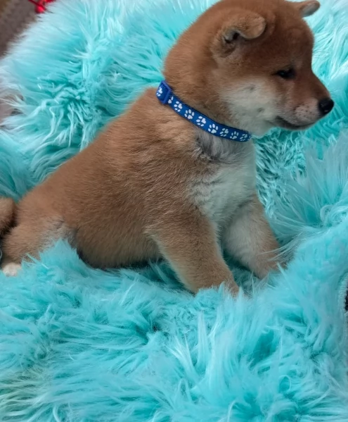 cuccioli di shiba inu mini picola  | Foto 0