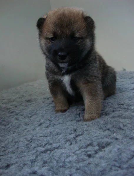 cuccioli di shiba inu mini picola 