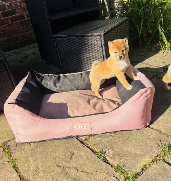 cuccioli di shiba inu mini picola  | Foto 4