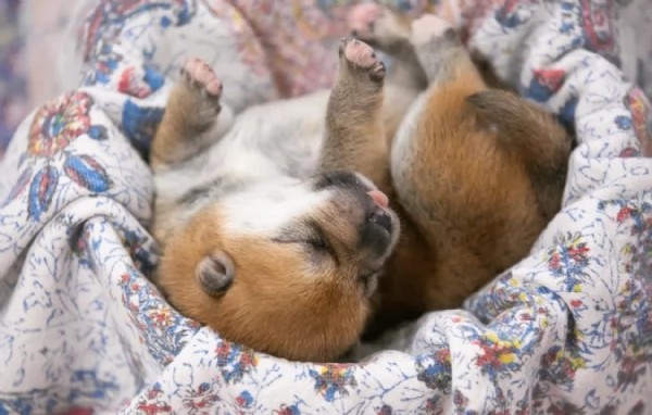 cuccioli di shiba inu mini picola  | Foto 1