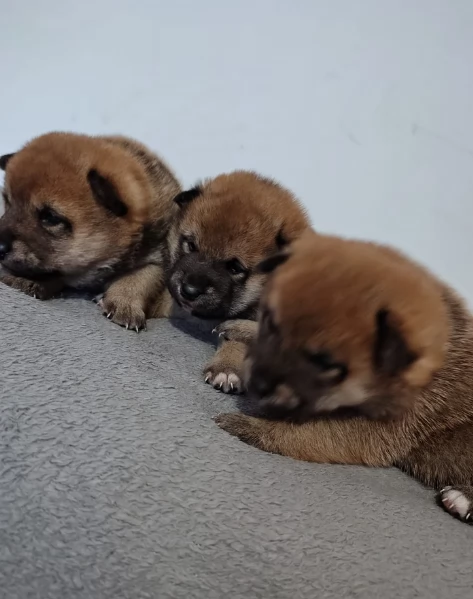 cuccioli di shiba inu mini picola  | Foto 3