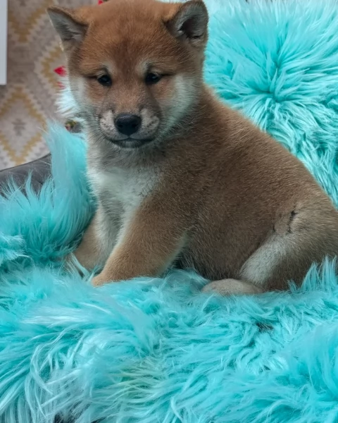 cuccioli di shiba inu mini picola  | Foto 5