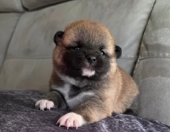 cuccioli di shiba inu mini picola  | Foto 3
