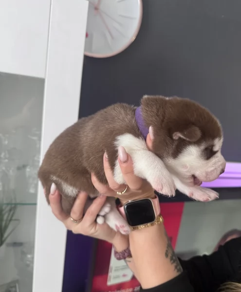 Razza Siberian Husky cuccioli per adozione