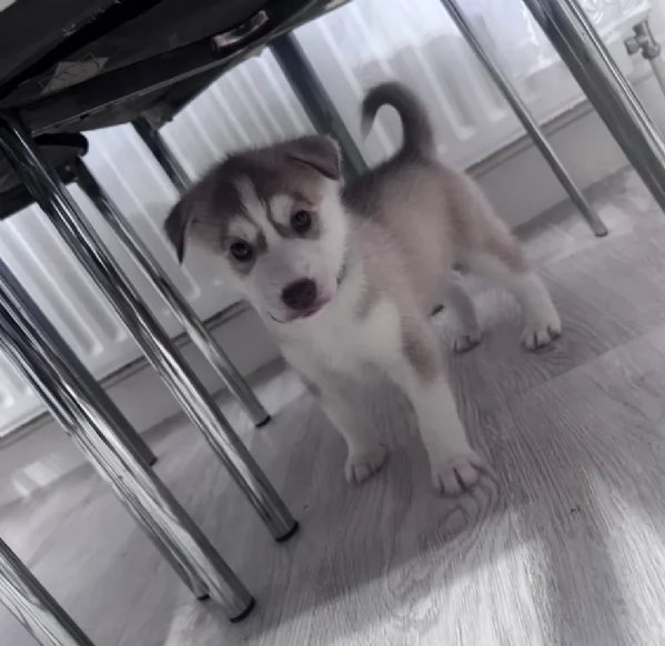 Razza Siberian Husky cuccioli per adozione | Foto 3